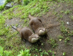 Otters at Willowbank Wildlife Reserve